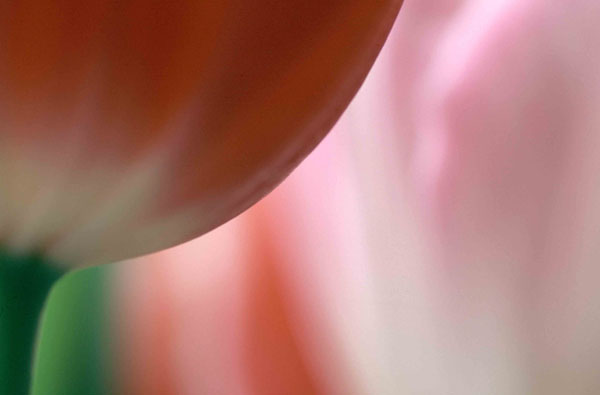 Tulip profile